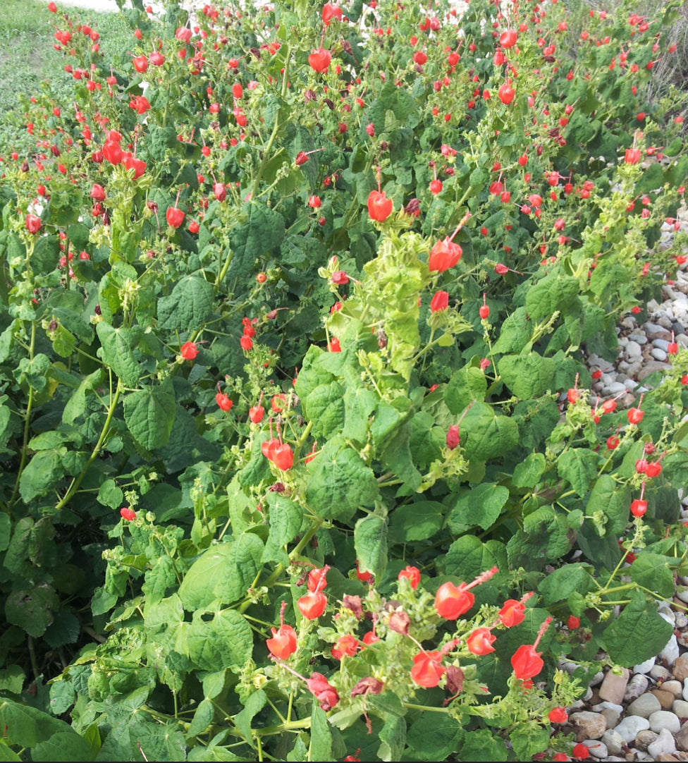 Turk’s Cap