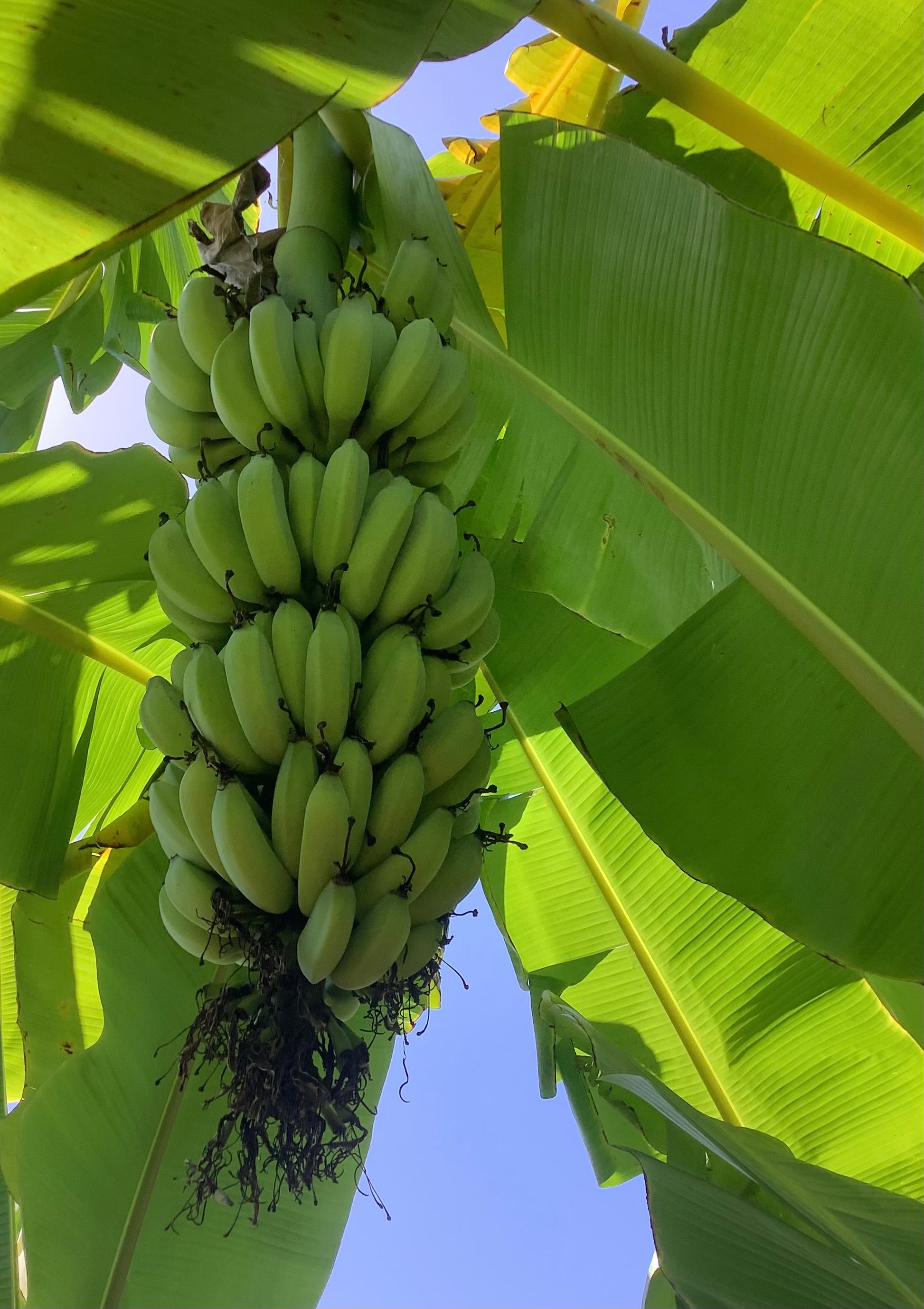 Ice cream bananas