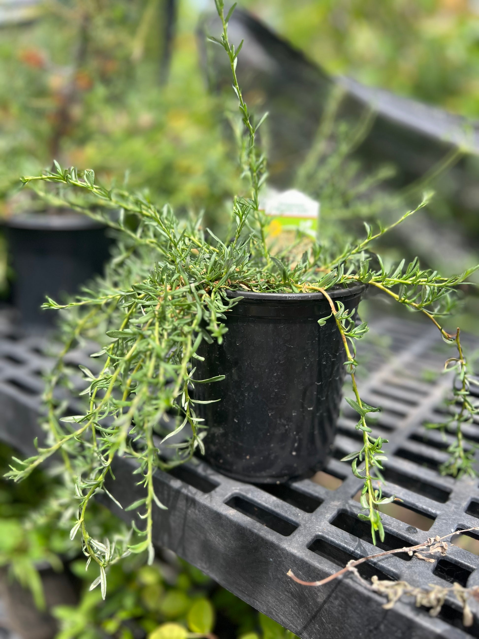 California Buckwheat