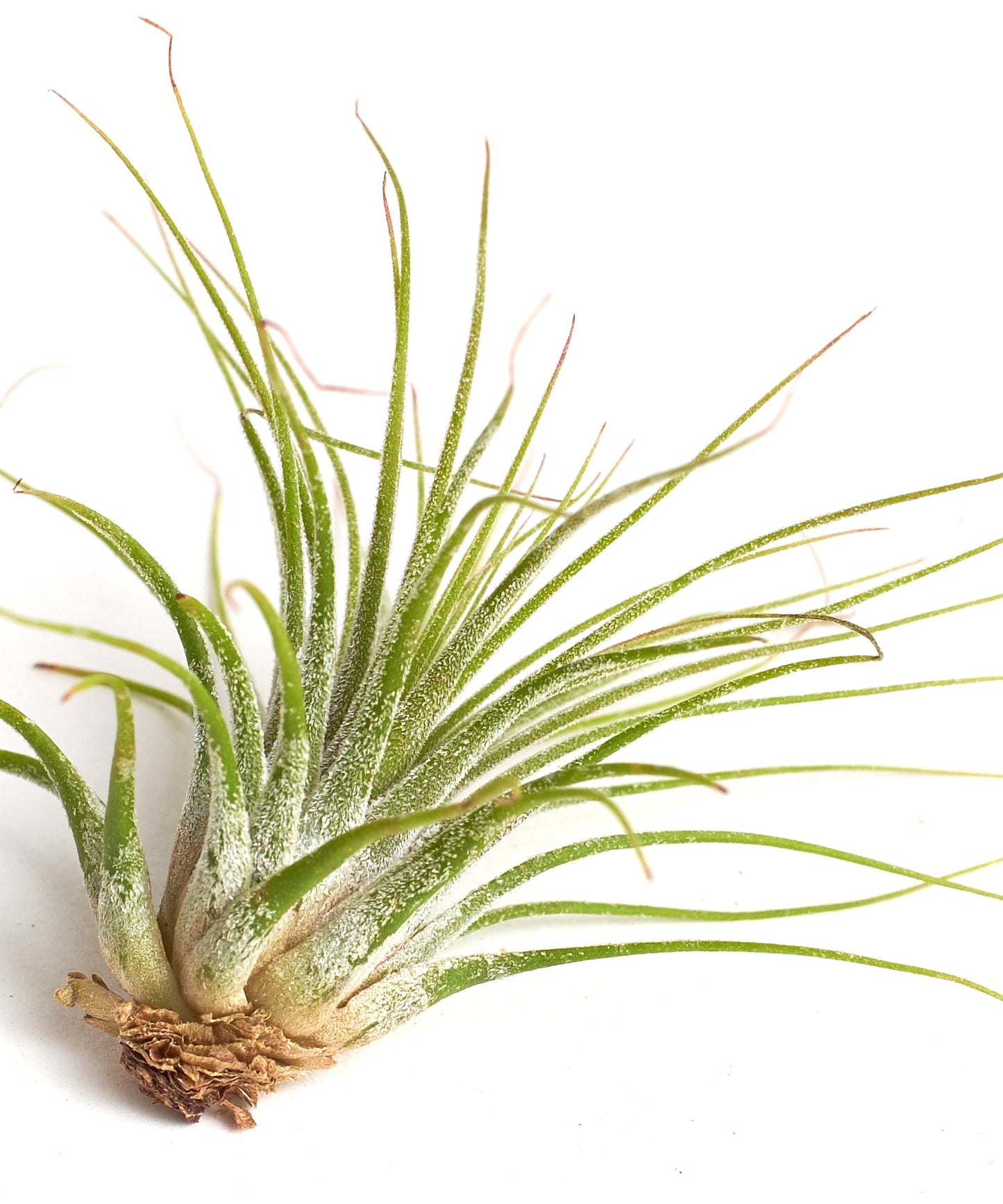 Tillandsia Ionantha v Ionantha