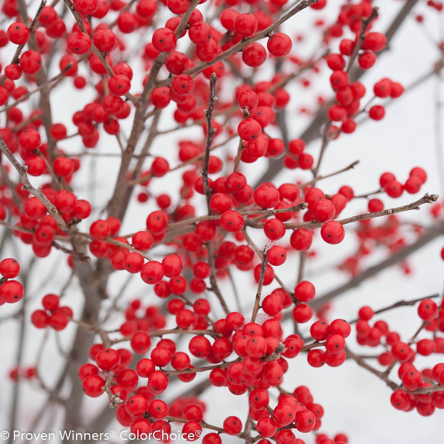 Berry Poppins® Winterberry