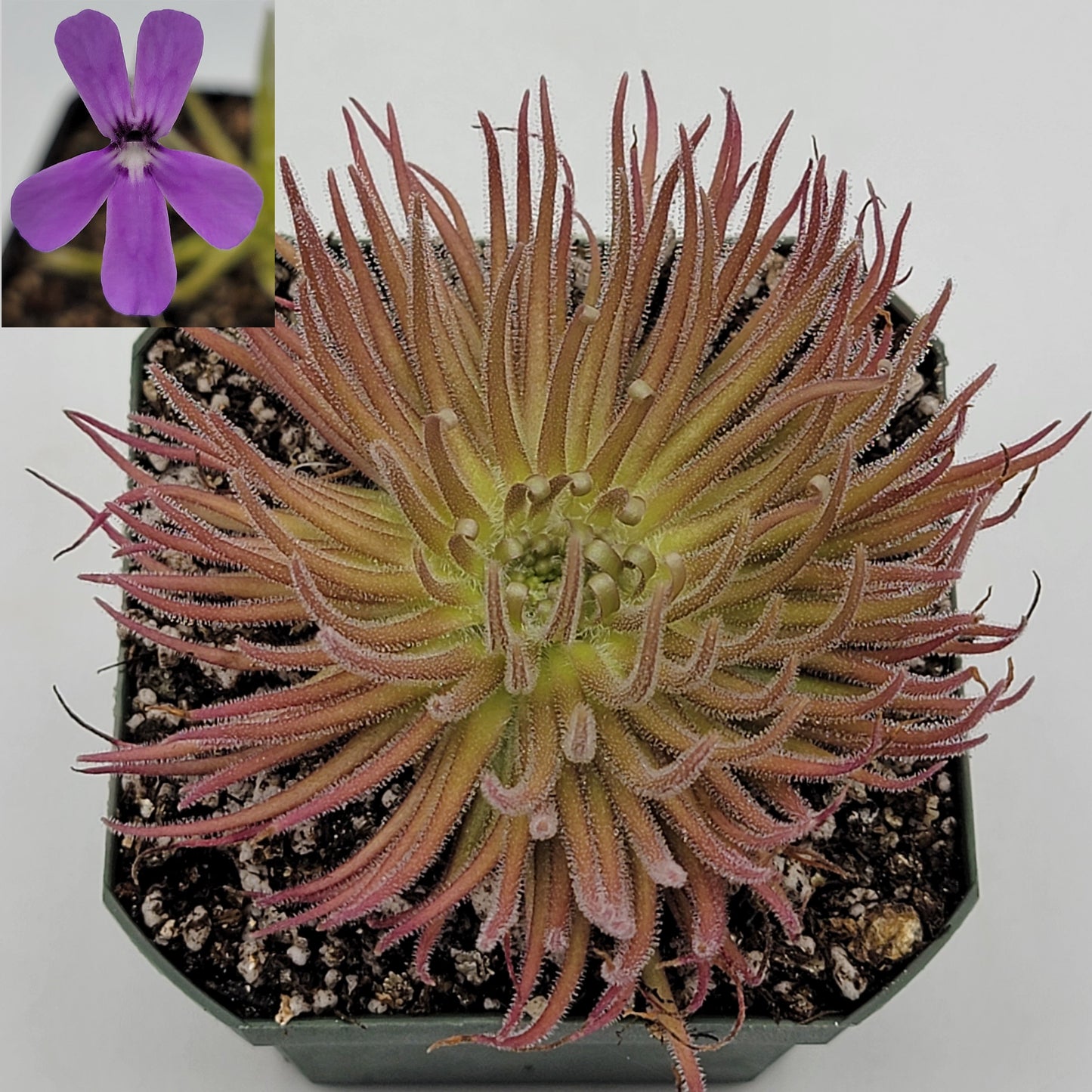 Pinguicula gypsicola {Buena Vista, San Luis Potosi, Mex}