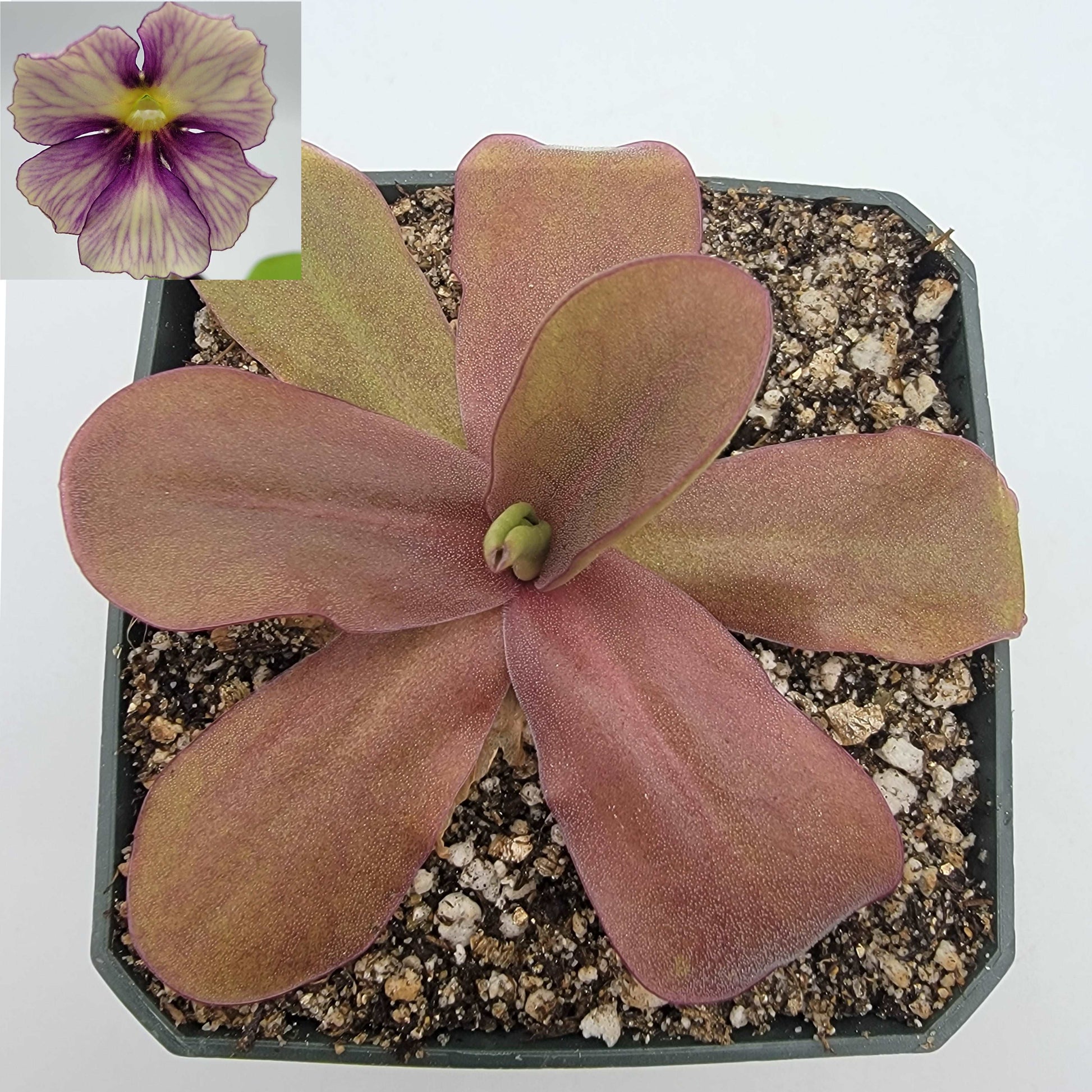 Pinguicula 'Razzberry Blonde' Rainbow Carnivorous Plants LLC