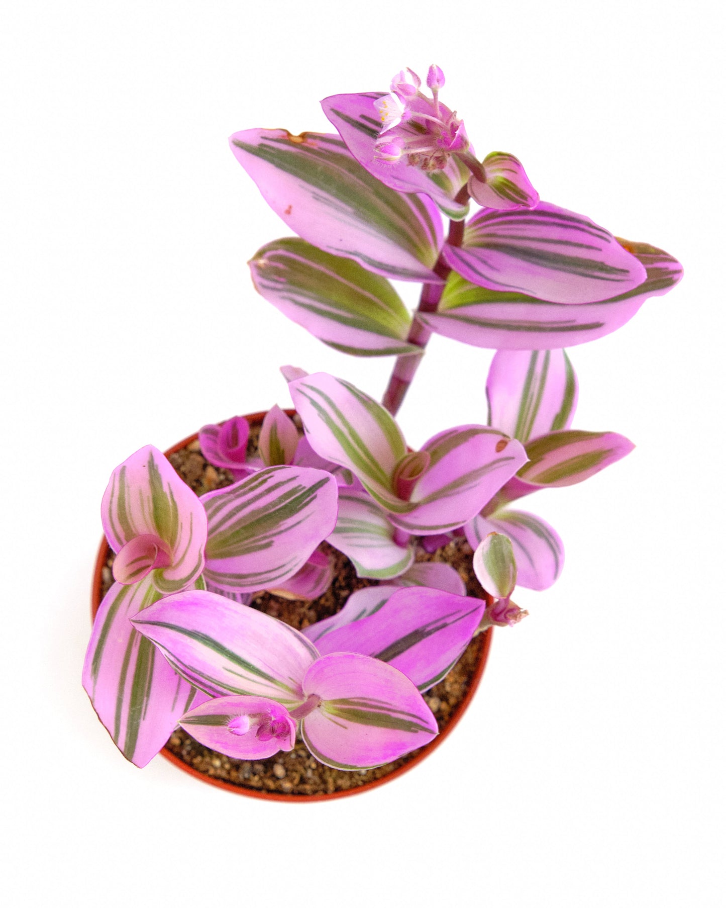 Tradescantia fluminensis 'Nanouk'