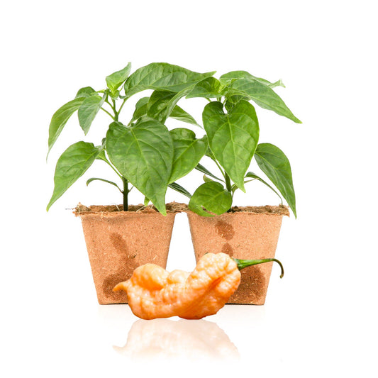 Jay's Peach Ghost Scorpion Pepper Plants