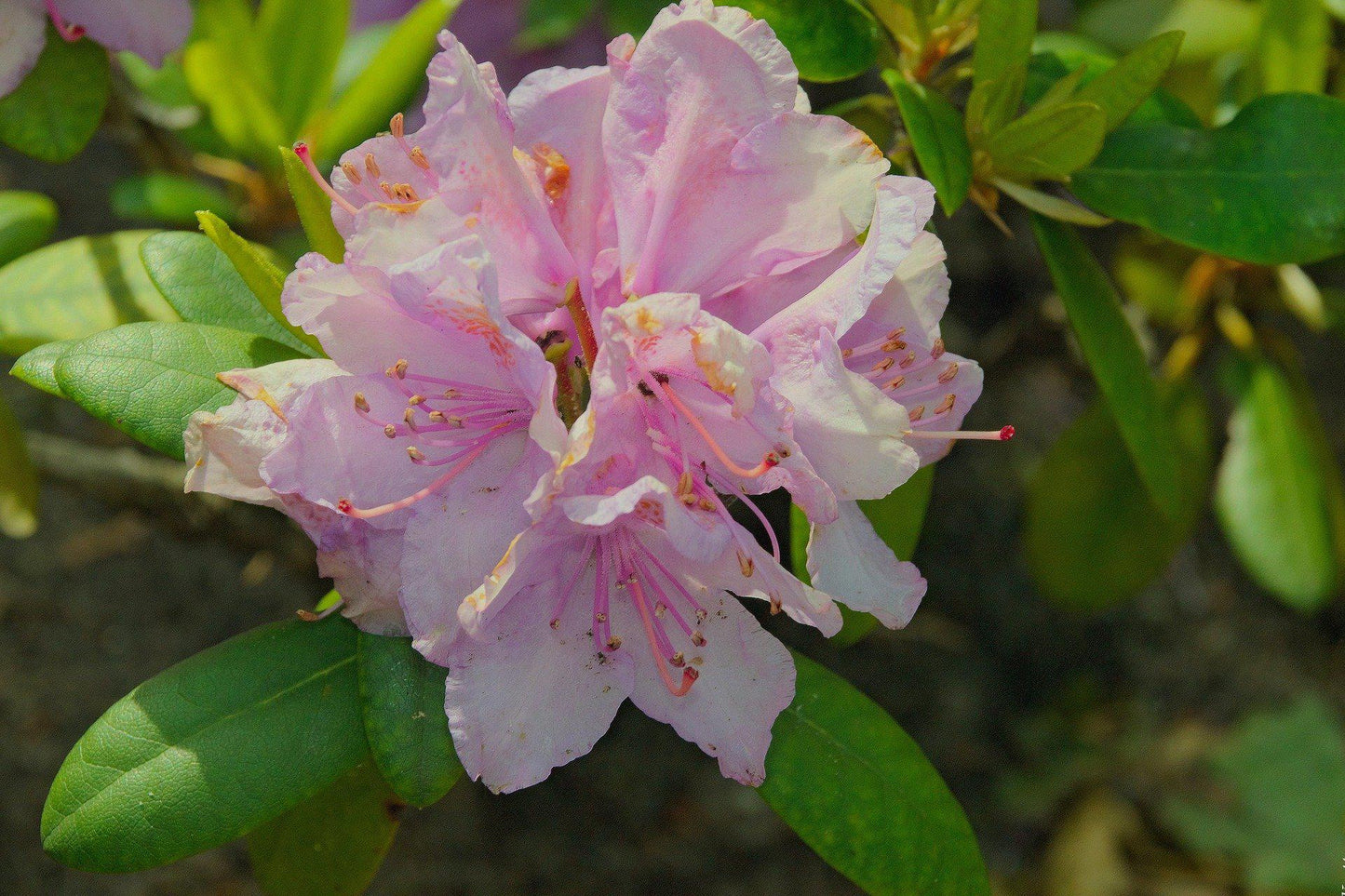 Japanese Azalea Bonsai Tree