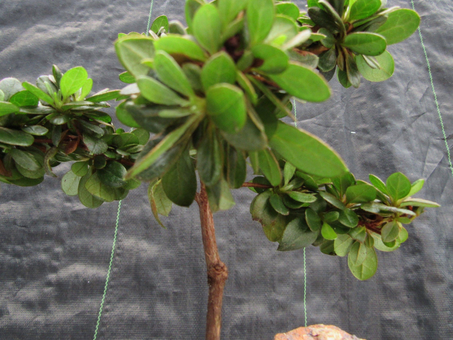 Japanese Azalea Bonsai Tree