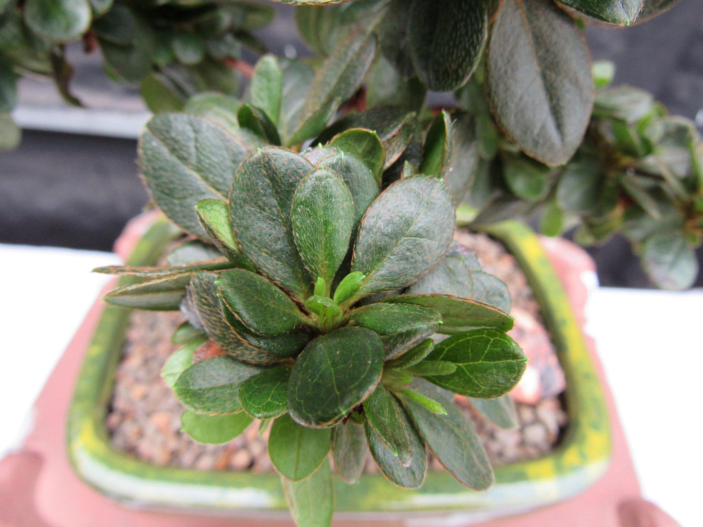 Japanese Azalea Bonsai Tree