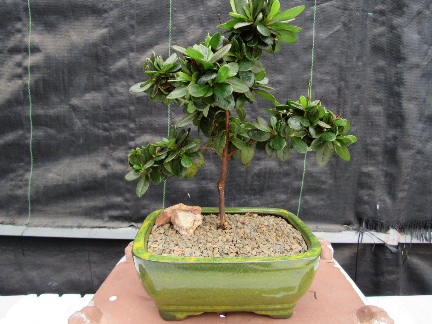 Japanese Azalea Bonsai Tree