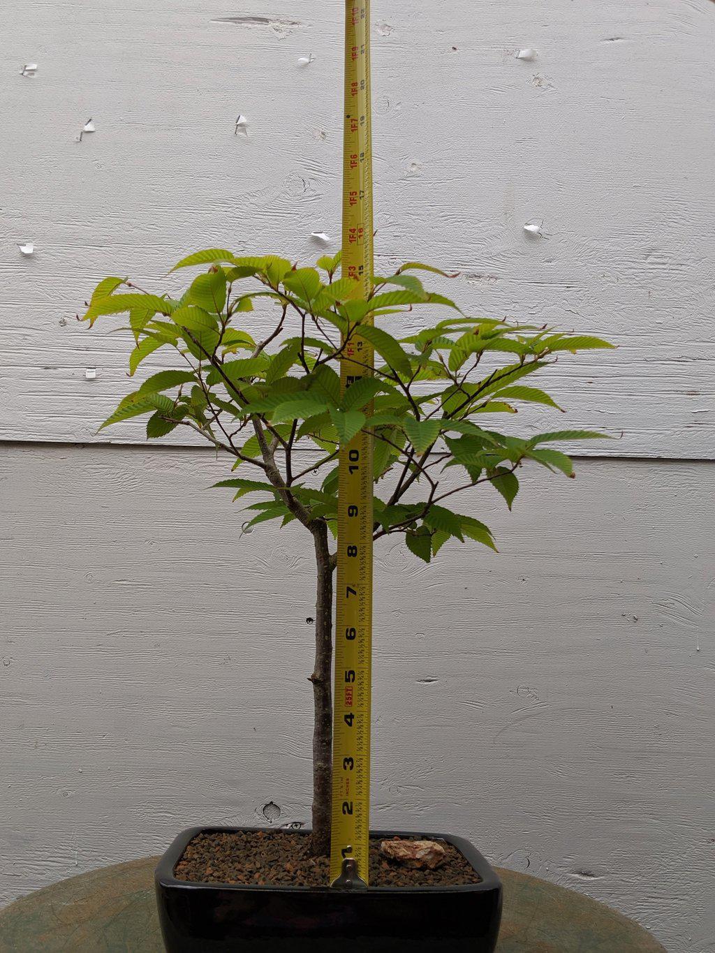 Japanese Loose Flowered Hornbeam Bonsai Tree