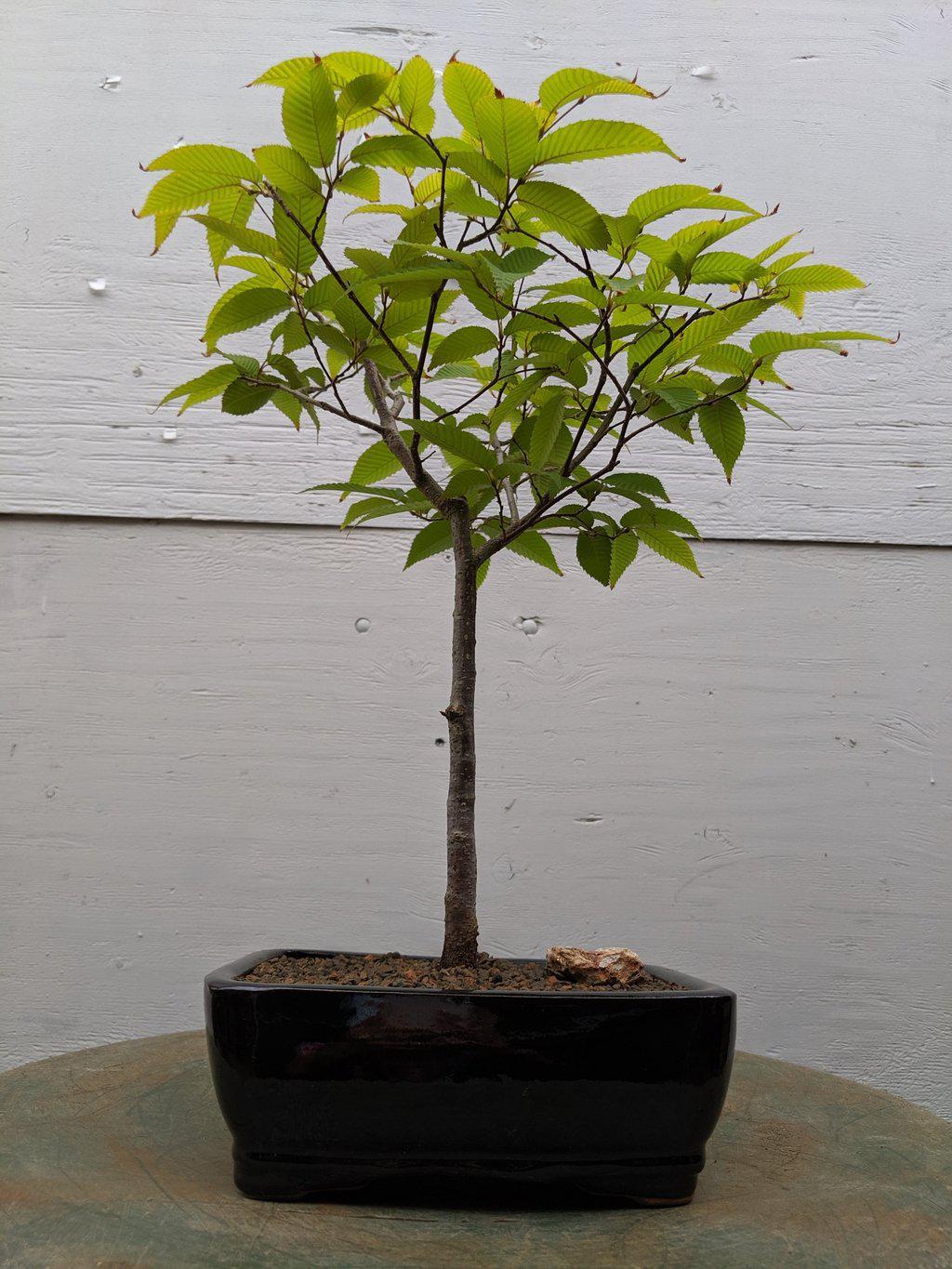 Japanese Loose Flowered Hornbeam Bonsai Tree