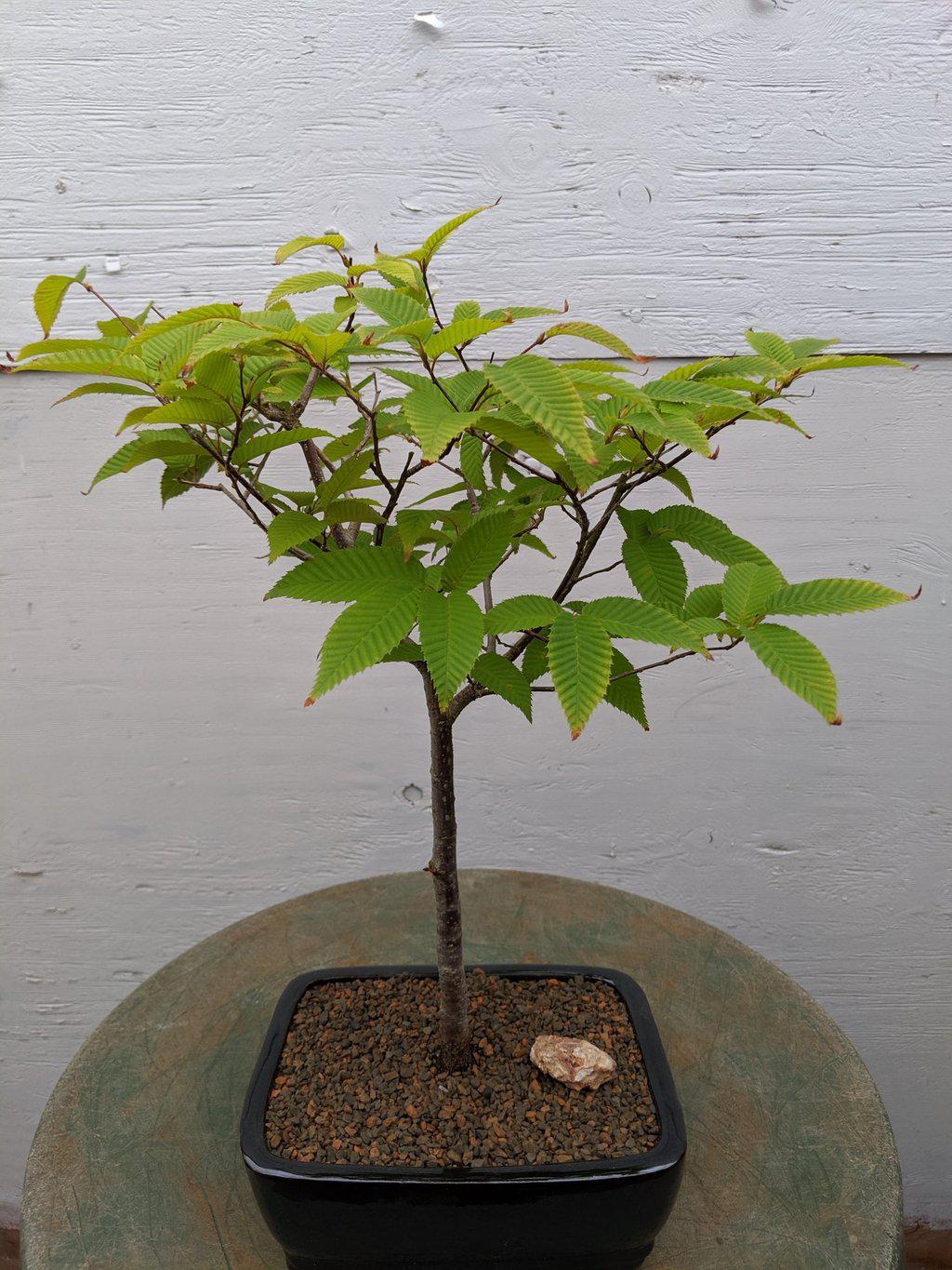 Japanese Loose Flowered Hornbeam Bonsai Tree