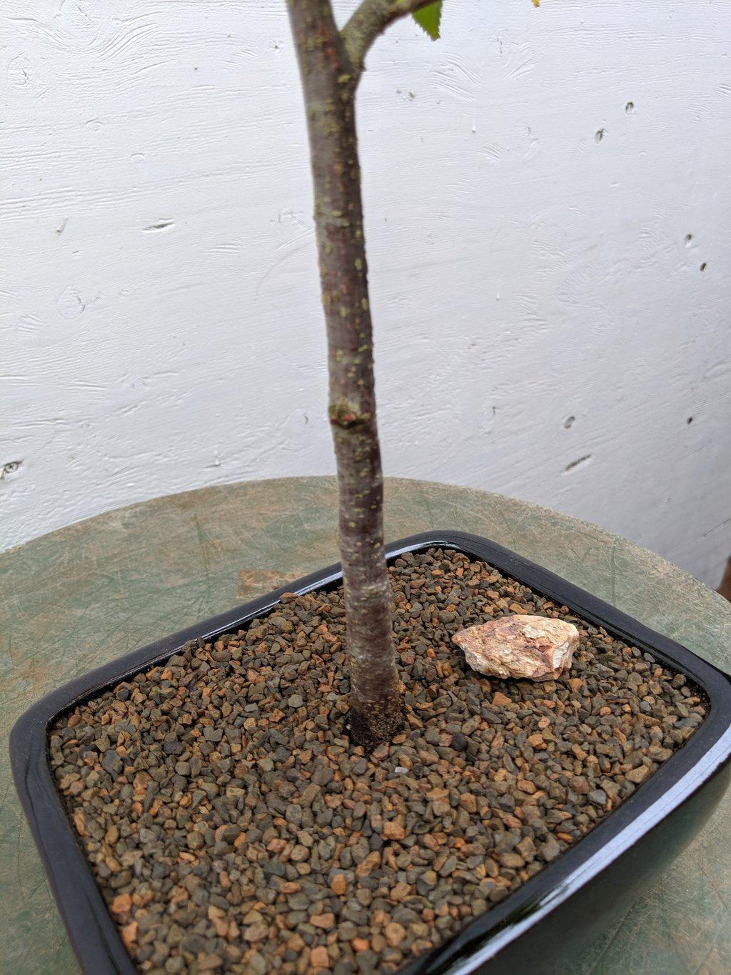 Japanese Loose Flowered Hornbeam Bonsai Tree