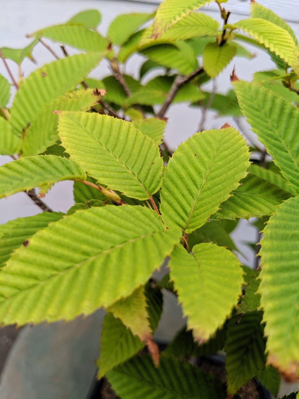 Japanese Loose Flowered Hornbeam Bonsai Tree