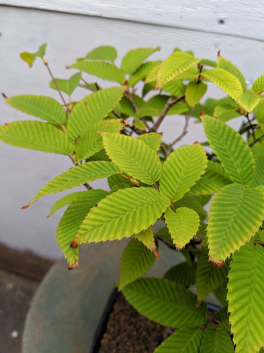 Japanese Loose Flowered Hornbeam Bonsai Tree