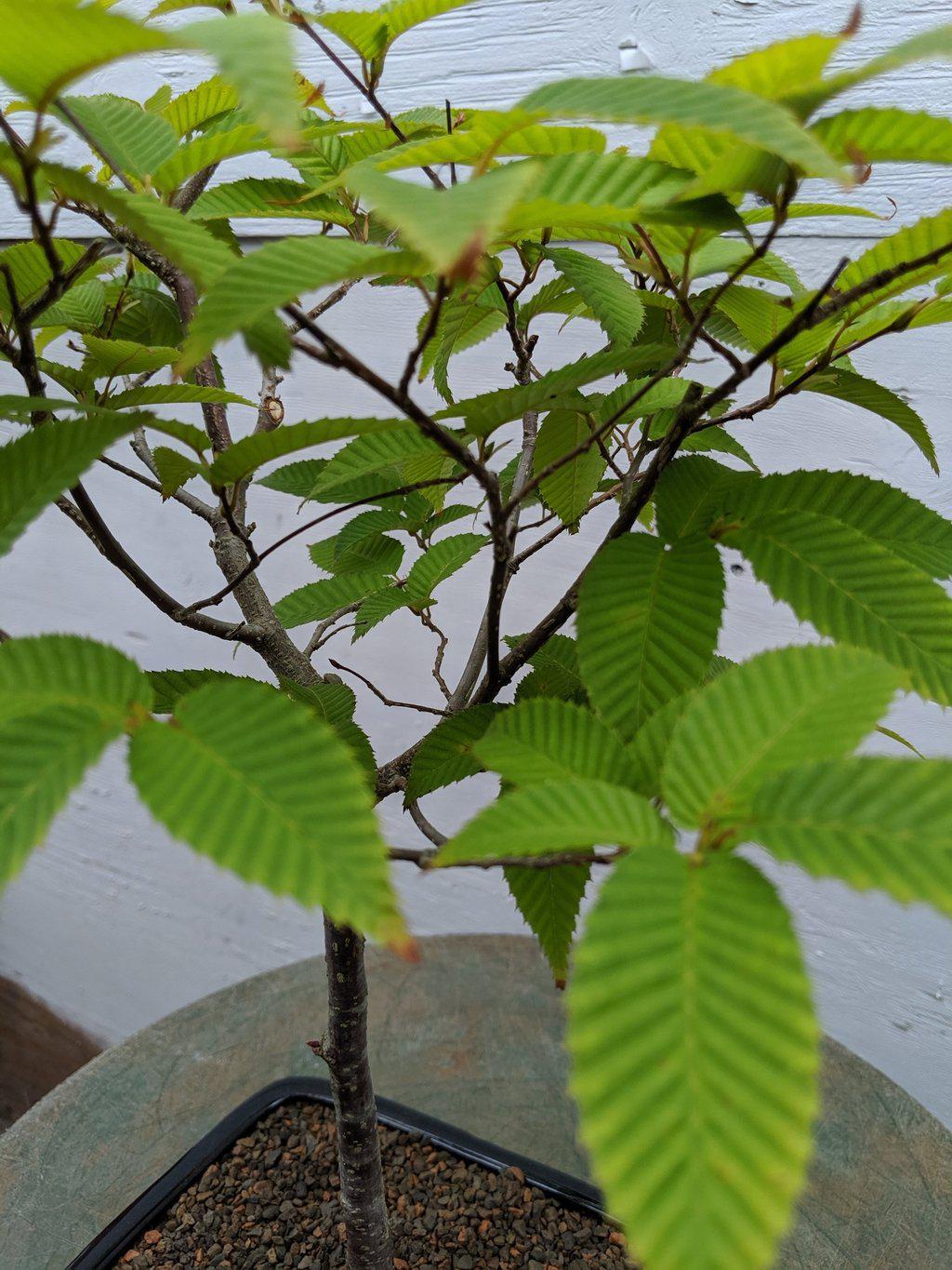 Japanese Loose Flowered Hornbeam Bonsai Tree