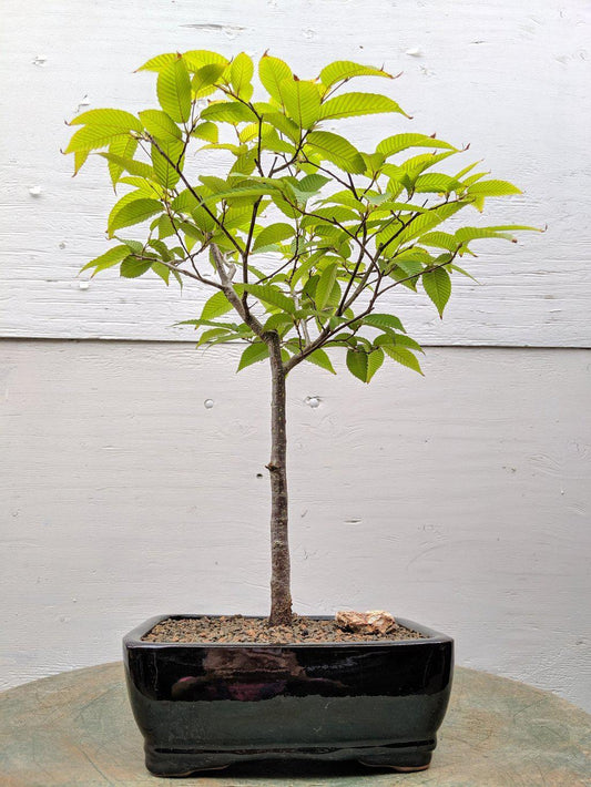 Japanese Loose Flowered Hornbeam Bonsai Tree