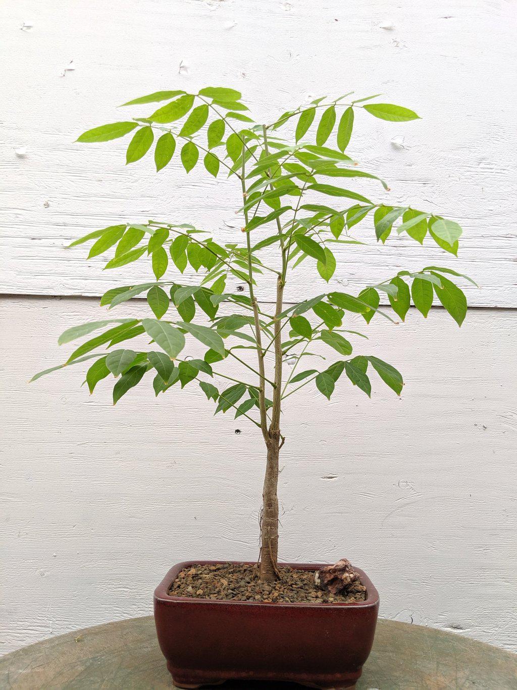 Japanese Wisteria Bonsai Tree