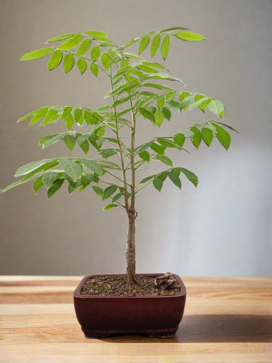 Japanese Wisteria Bonsai Tree