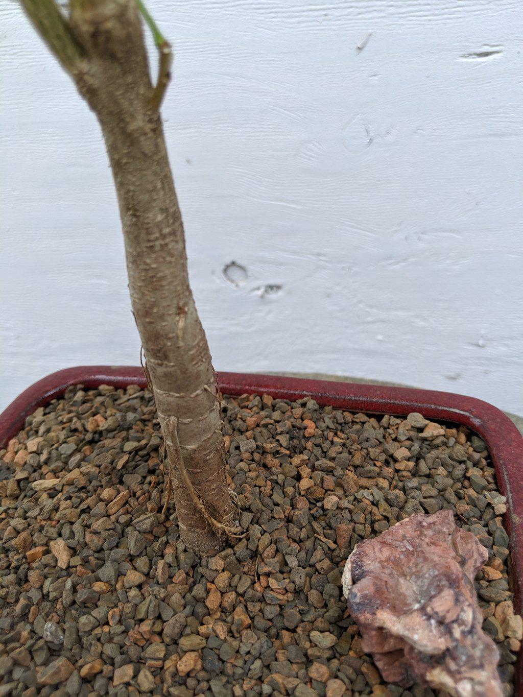 Japanese Wisteria Bonsai Tree