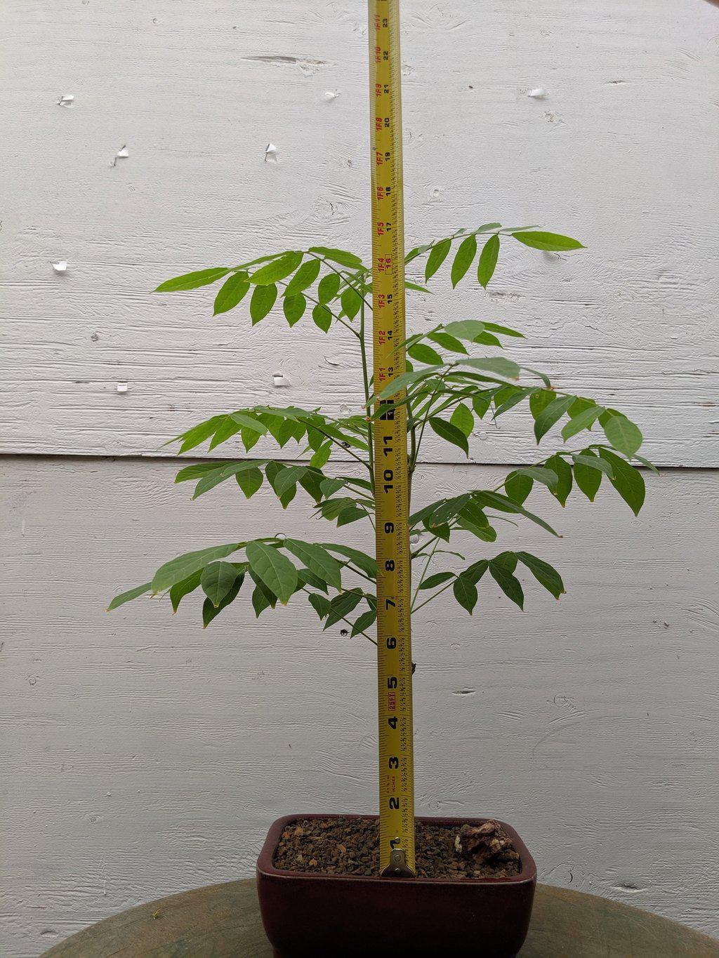 Japanese Wisteria Bonsai Tree