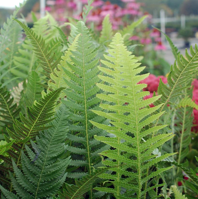 Japanese Beech Fern