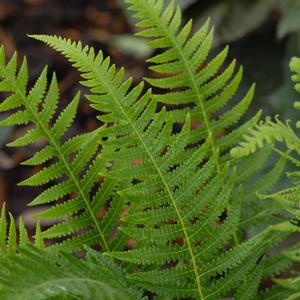 Japanese Beech Fern