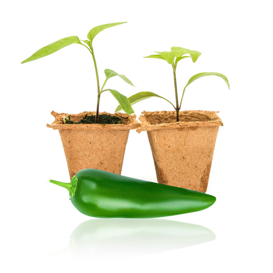 Jedi Jalapeno Pepper Plants