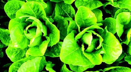 Parris Island Lettuce Seeds