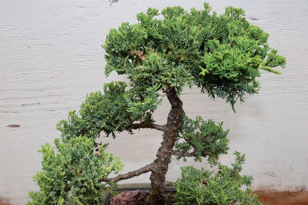 Large Juniper Bonsai Tree