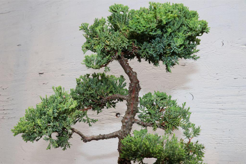 Large Juniper Bonsai Tree