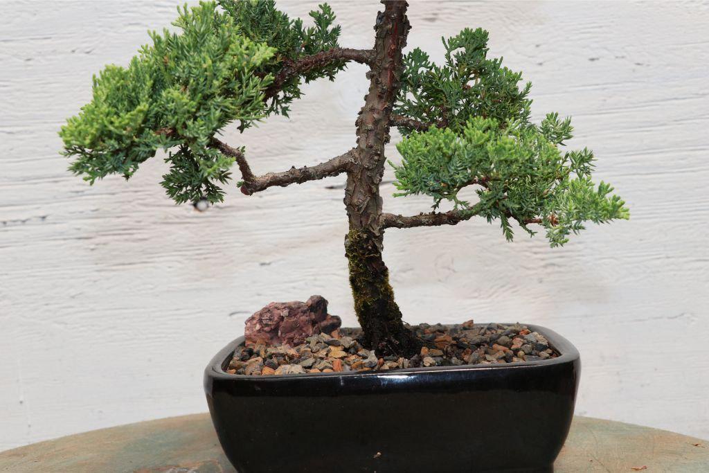 Large Juniper Bonsai Tree