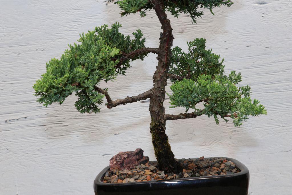 Large Juniper Bonsai Tree