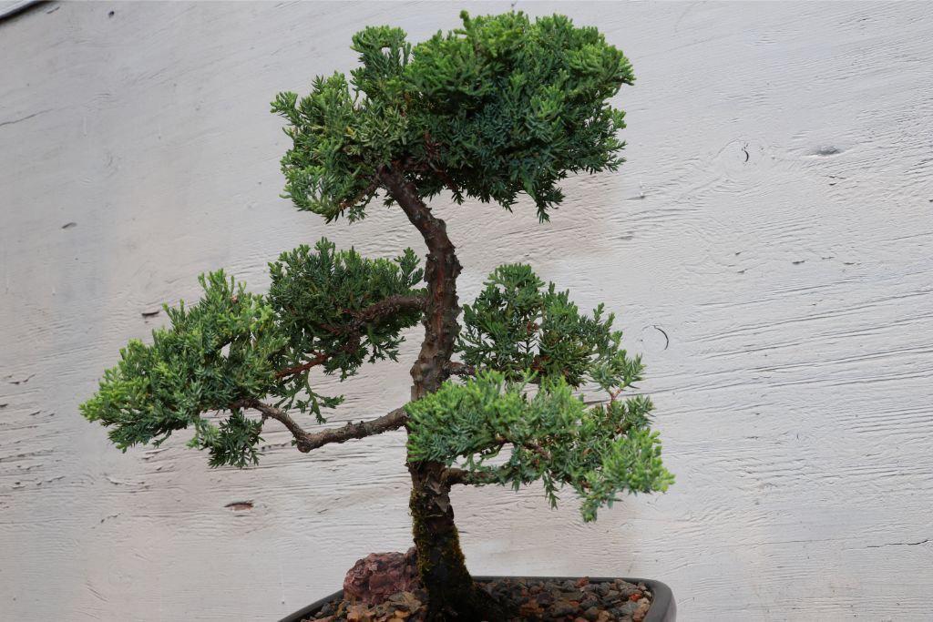 Large Juniper Bonsai Tree