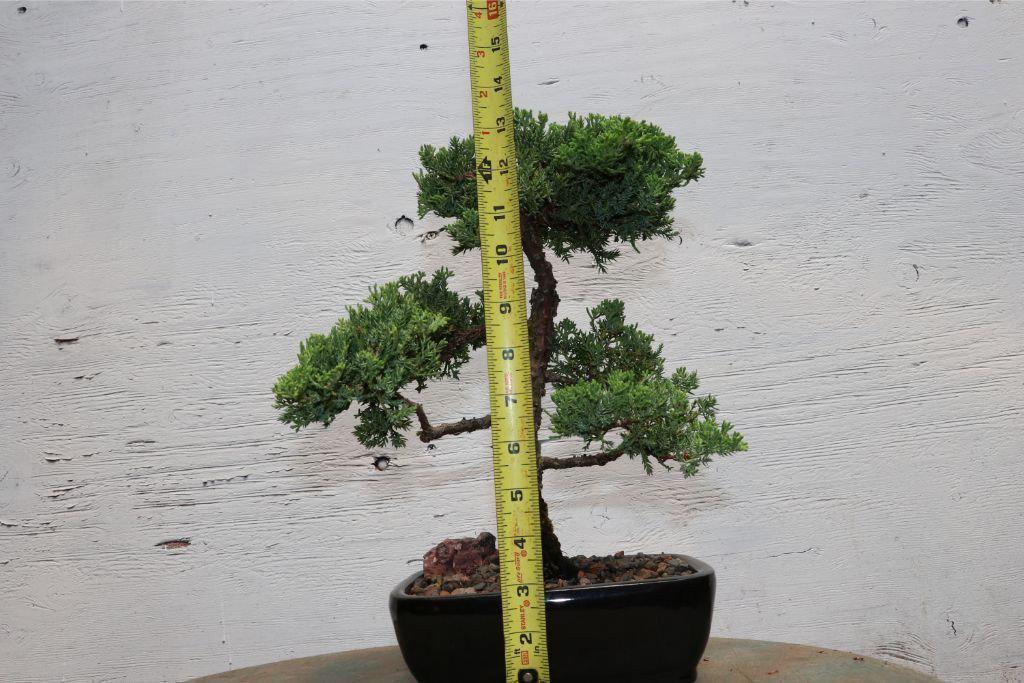 Large Juniper Bonsai Tree