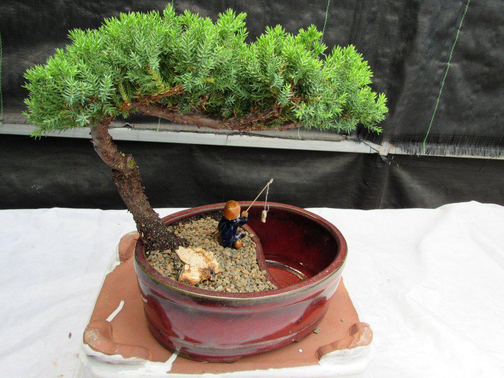 Juniper Bonsai Tree - Land & Water