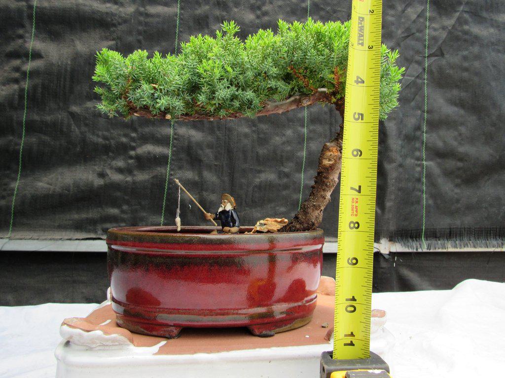 Juniper Bonsai Tree - Land & Water