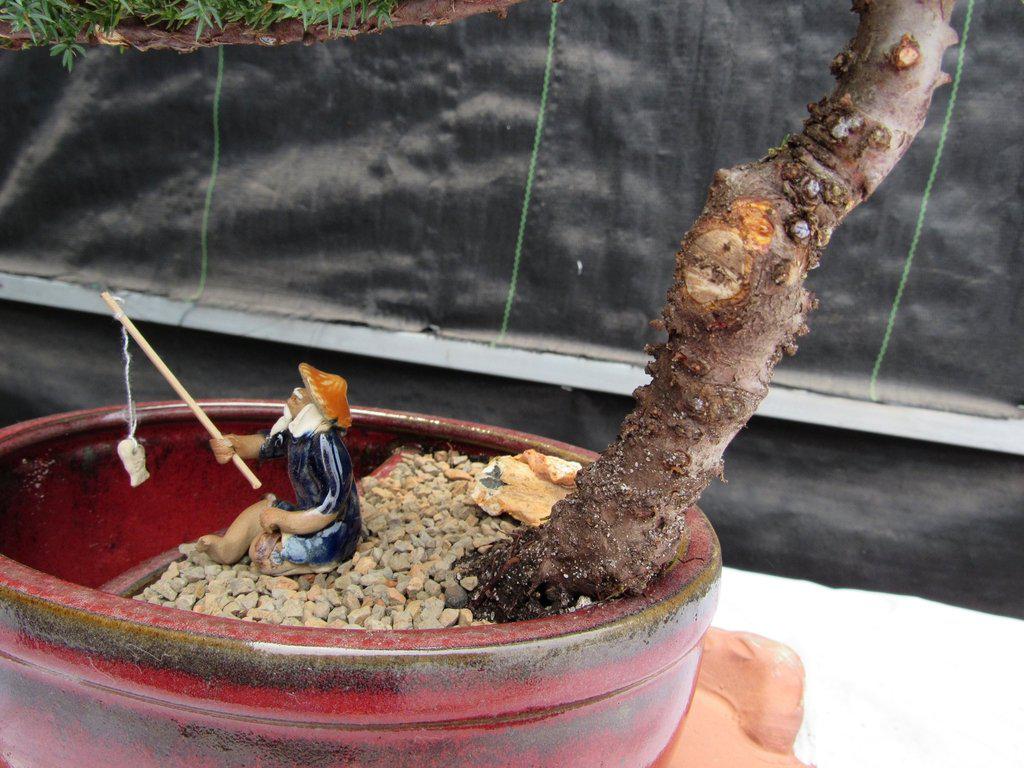 Juniper Bonsai Tree - Land & Water