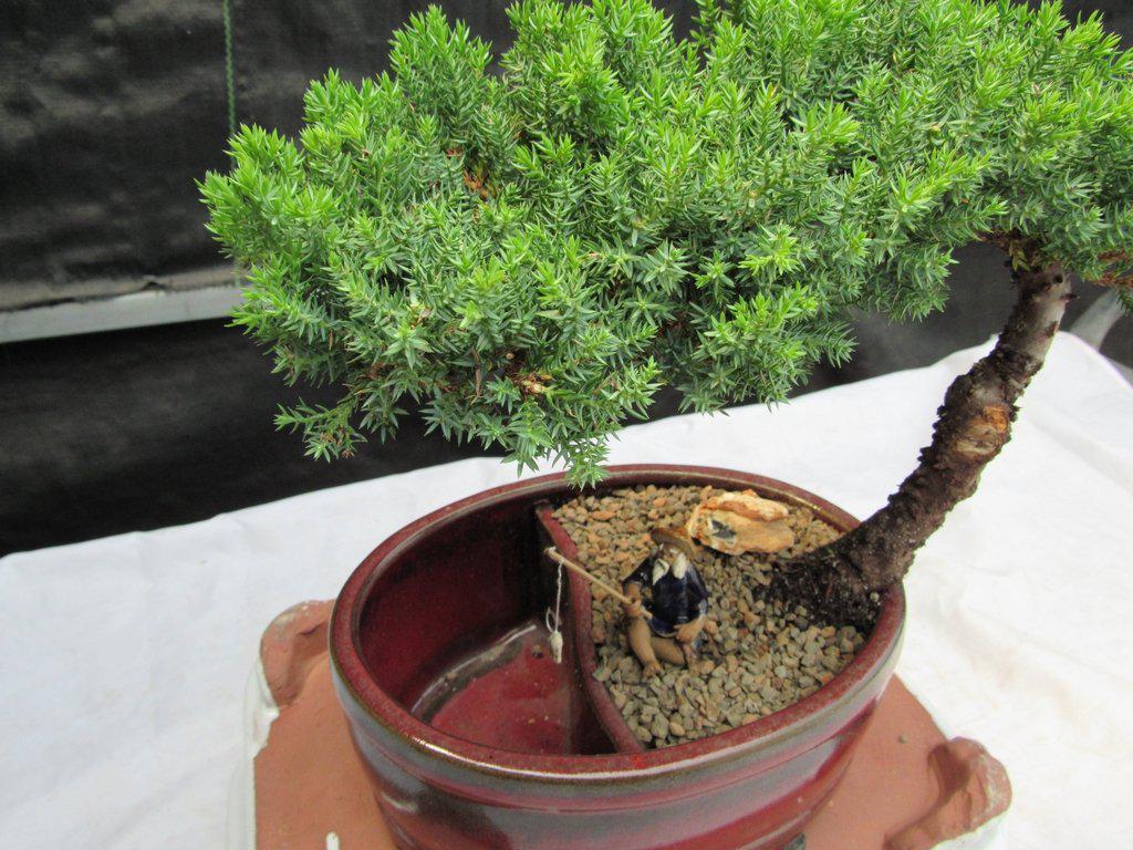 Juniper Bonsai Tree - Land & Water