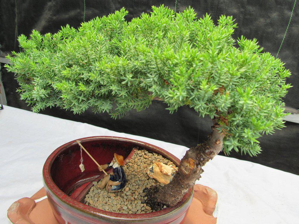 Juniper Bonsai Tree - Land & Water