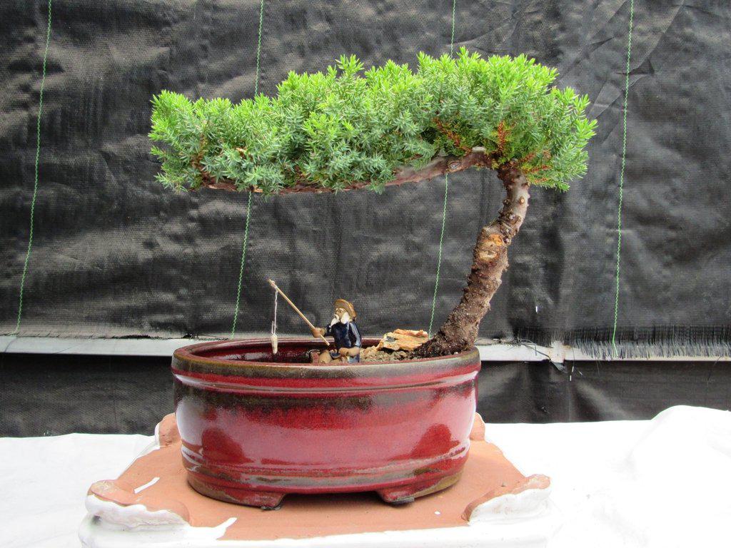 Juniper Bonsai Tree - Land & Water