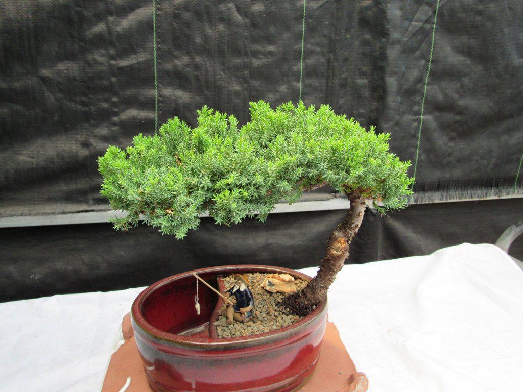 Juniper Bonsai Tree - Land & Water