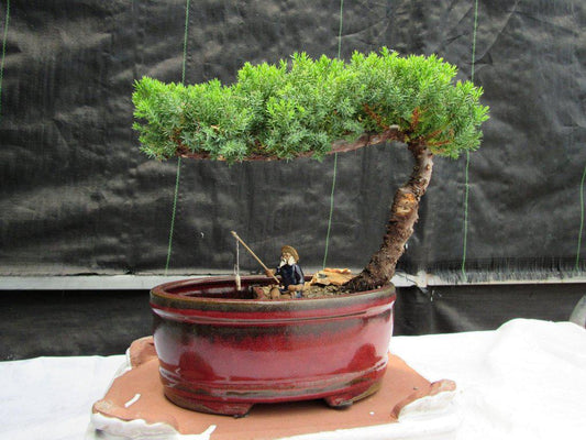 Juniper Bonsai Tree - Land & Water