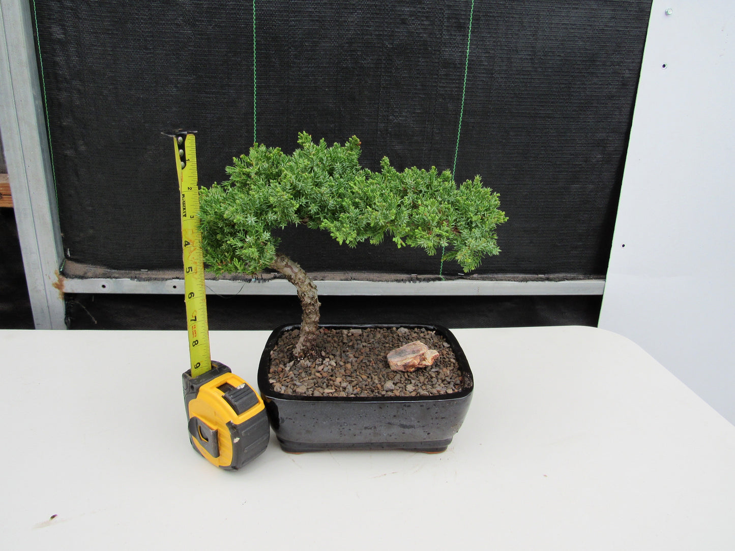 Juniper Bonsai Tree - Medium