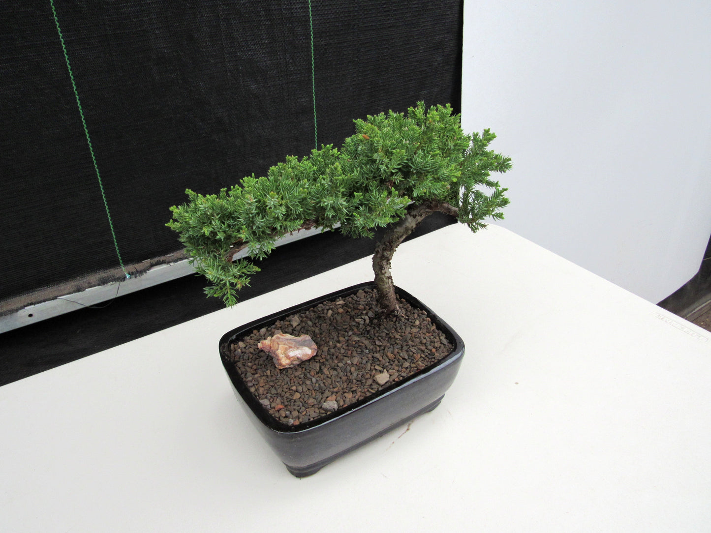 Juniper Bonsai Tree - Medium