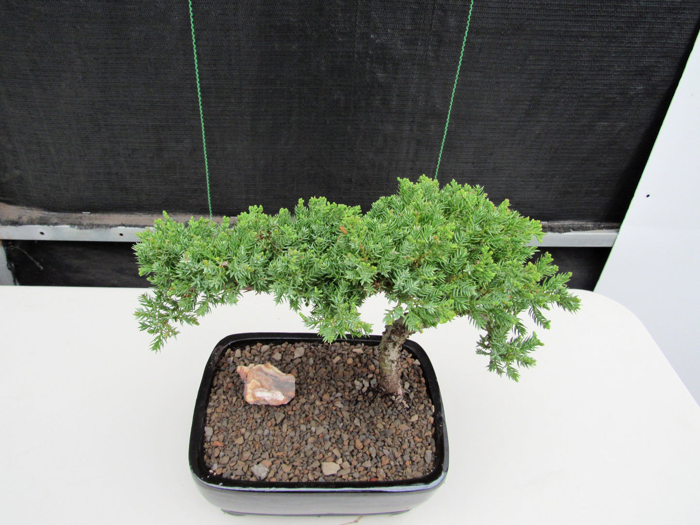 Juniper Bonsai Tree - Medium