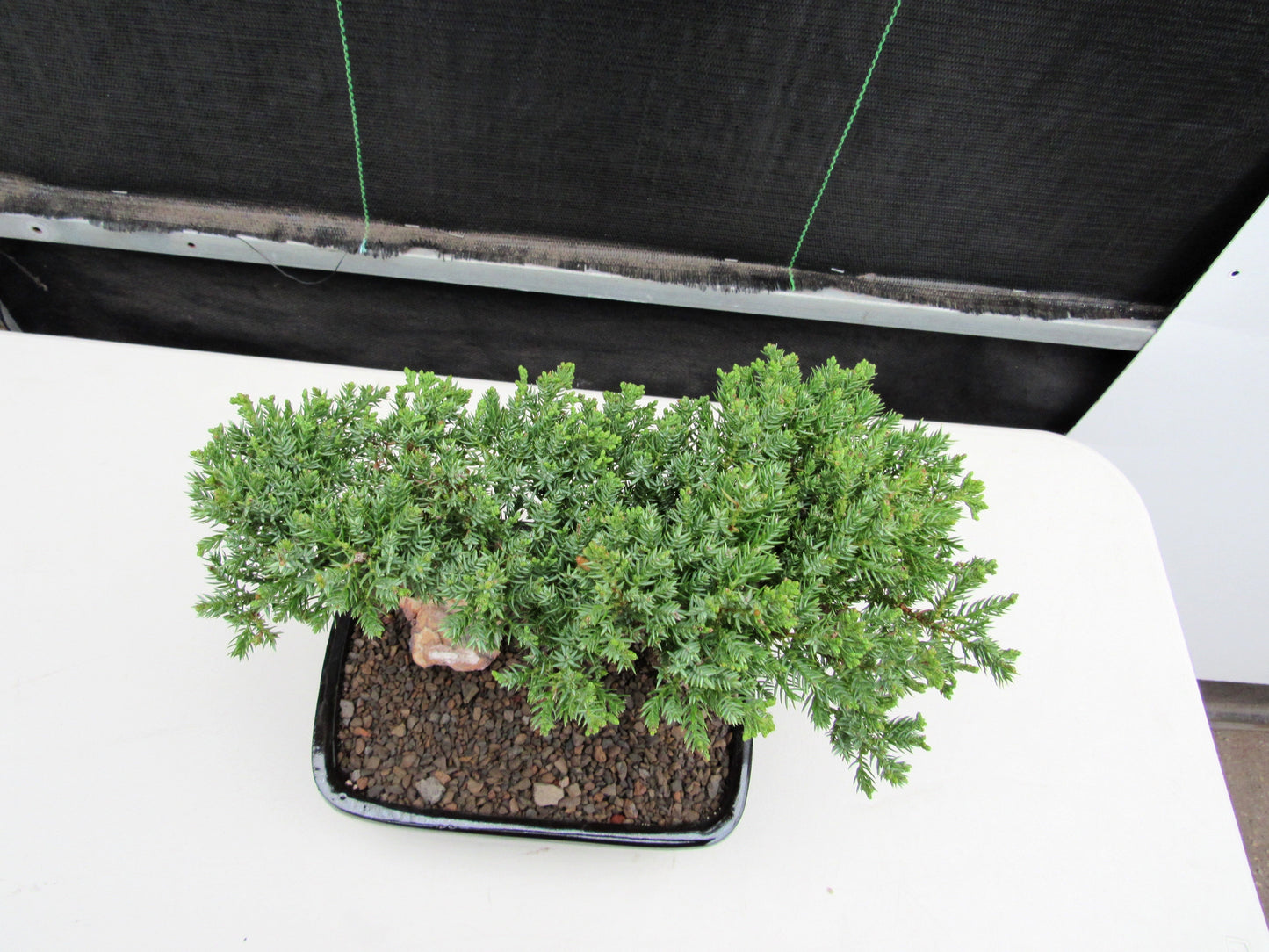 Juniper Bonsai Tree - Medium