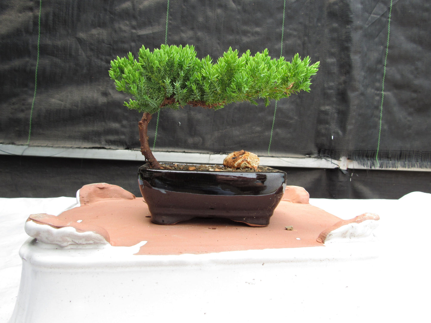 Juniper Bonsai Tree - Medium