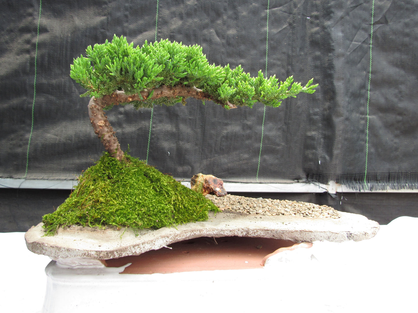 Juniper Bonsai Tree - Medium