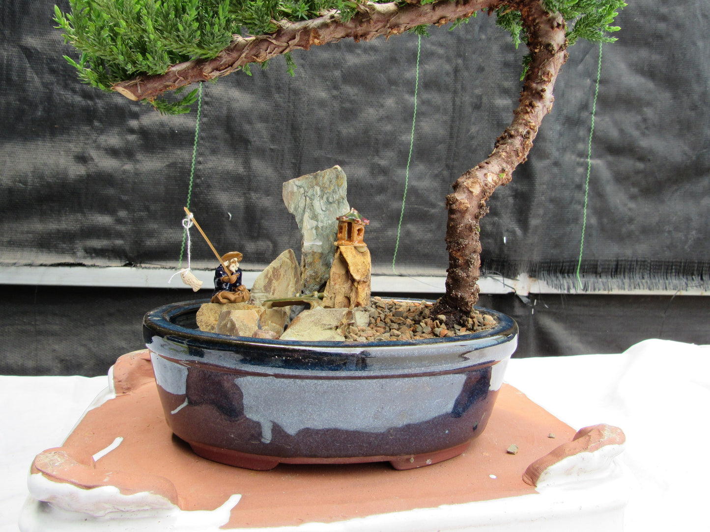 Juniper Bonsai Tree - Medium